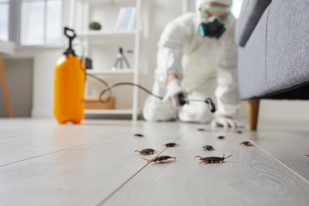 Commercial Kitchen Cockroach Control in Colony Park